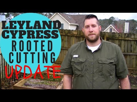 Video: Memangkas Pokok Leyland Cypress: Bagaimana dan Bila Untuk Memangkas Leyland Cypress