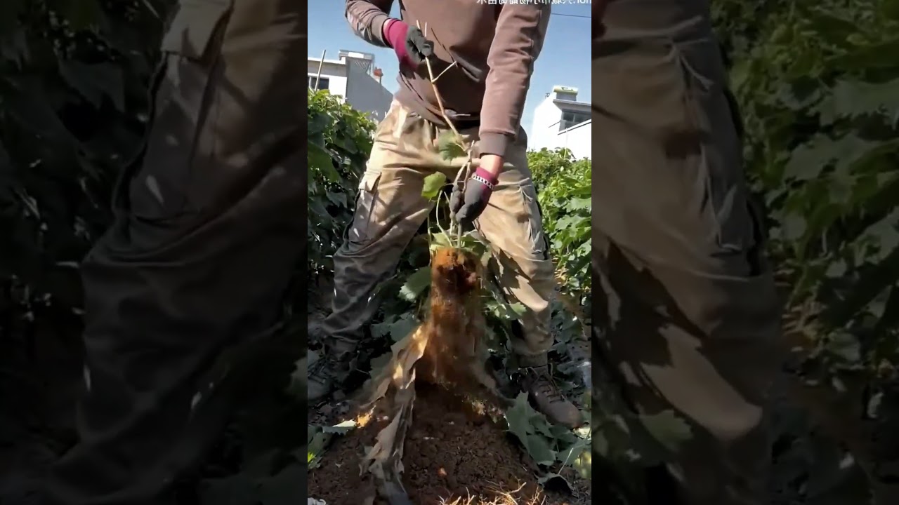 How to Grow Strong Grape Rootstocks 🍇