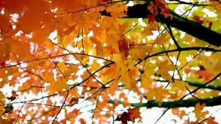 (Yardbird/Renaissance) Jim McCarty - Dancing Leaves (promo clip)