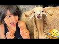 The sheep headbutted Amouri😱😳
