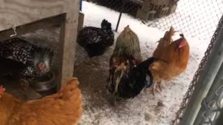 Easter Egger Rooster crowing Profile