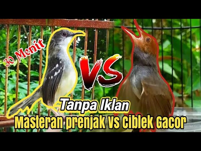 30 Menit Tanpa Intro Masteran Prenjak Vs Ciblek Gacor dor Brem Rapat Tanpa Jeda class=