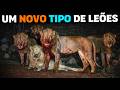 🚨 N&Atilde;O S&Atilde;O NORMAIS! Surgiu o bando de LE&Otilde;ES MAIS TEMIDOS da &Aacute;frica (DOCUMENT&Aacute;RIO COMPLETO)