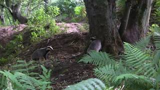 Wild Scottish badger cubs playing by Chris Sydes 264 views 6 years ago 1 minute, 19 seconds