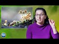 Mushroom Mysteries Unveiled: Exploring Fungi in Nature