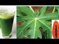 Drink Papaya Leaf Juice to Cure many Health problems | More To Life