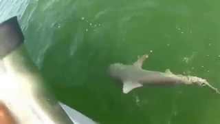 Un mérou avale un requin