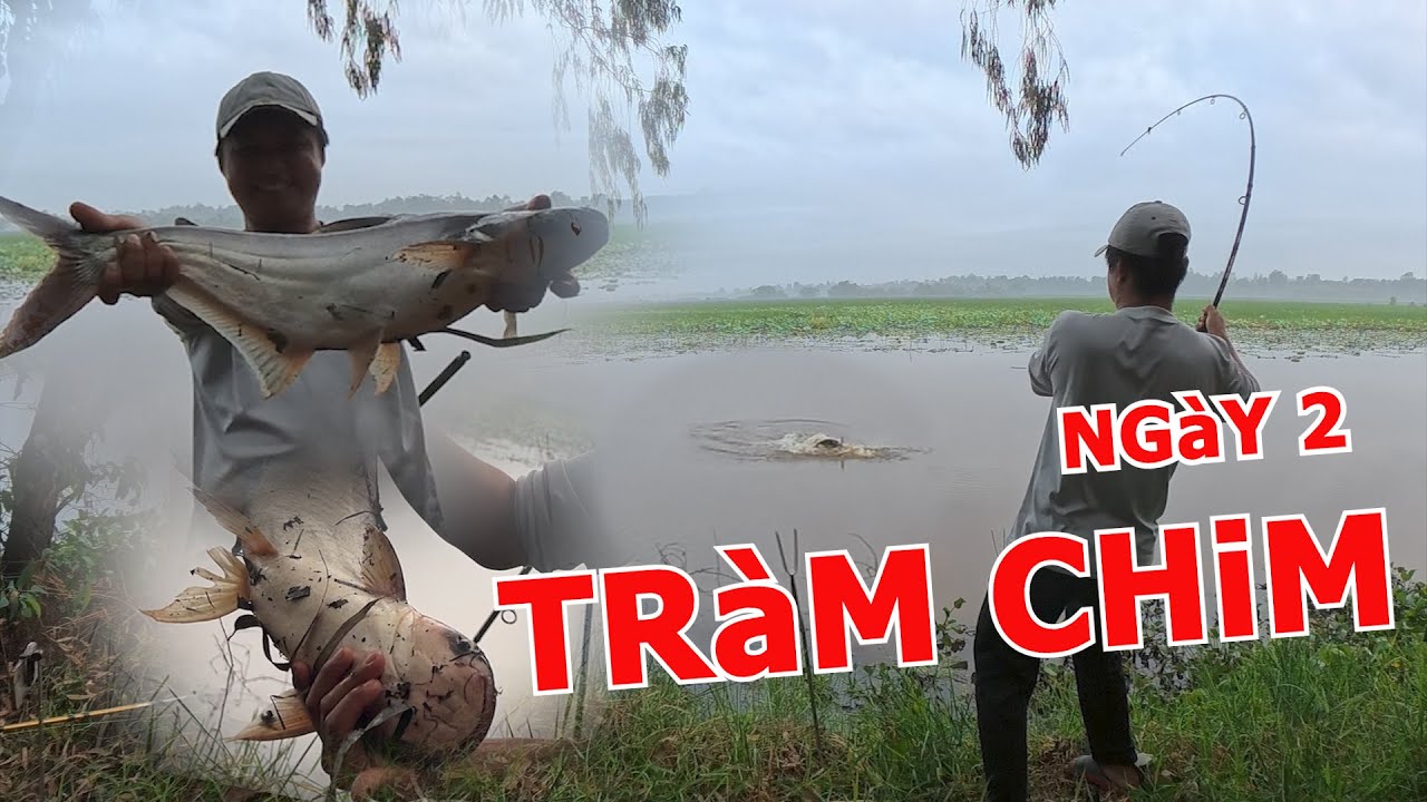 SOLO CÂU CÁ TRA Ở RỪNG TRÀM CHIM | NGÀY CÂU CÁ TRA THỨ 2