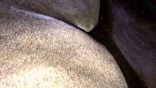 Mafia Dane Puppies - Litter G Puppies Kicking In Belly At 61 Days Pregnant