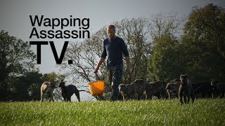 Wapping Assassin TV  Sean Conway Greyhound Breeder PART II