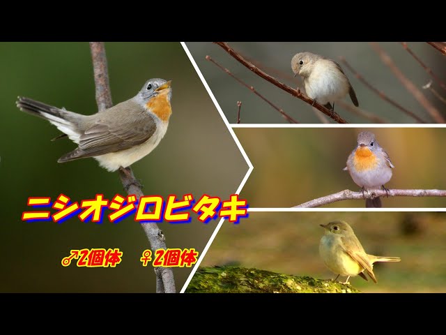 ニシオジロビタキ♂2♀2（Red-breasted Flycatcher) - YouTube