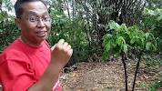 Video untuk daun bungkus tiga jari