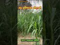 100% Organic/जैविक No यूरिया No डी.ए.पी. बाजरा खेती #agriculture #organic #shortsvideo