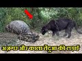 काला तेंदुआ का हमला इतना खतरनाक क्यों होता है ?  WHY BLACK PANTHER ATTACK IS SO DANGEROUS ?