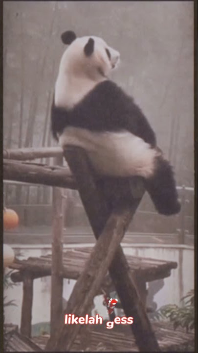 Panda sedih 😥 #shorts