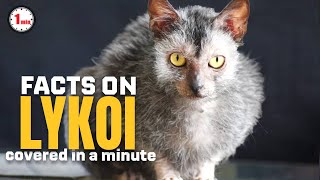 Meet The Werewolf Cat !| Boxer Dogs in 1 Minute | AnimalSnapz by Animal Snapz 527 views 6 months ago 1 minute, 27 seconds