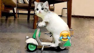 😂😅 Try Not To Laugh Dogs And Cats 🙀🐶 New Funny Animals 2024 # 8