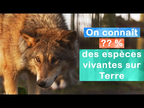 Vidéo: Combien Y A-t-il D'espèces Animales