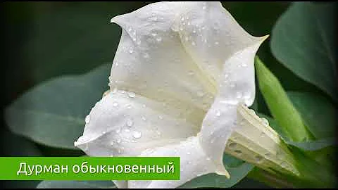Дурман обыкновенный - настоящий яд! Вредные свойства и химический состав / Захар Травник