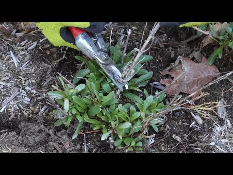 Video: Pavasaris teisingai išvalykite sodą – kada turėčiau sutvarkyti sodą