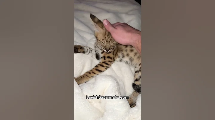 Video 8668181: f1 savannah kitten, cat kitten