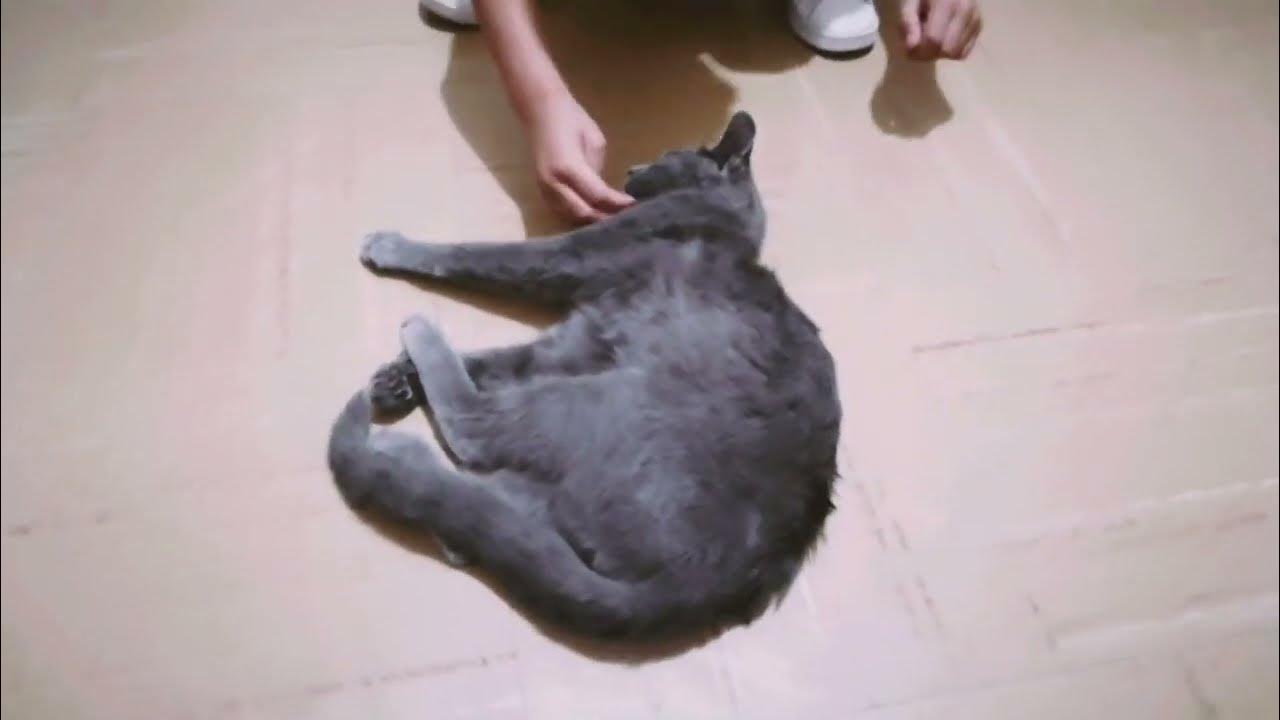 When My Cat Pretend That His Sleeping YouTube