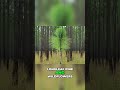 How Fire Revives Forests & Wildlife