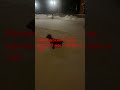 Ирландский сеттер, щенок 3 мес. Прогулка в -21 по Цельсию