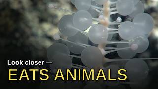 The Sponge That Gave Up Filtering — to Eat Animals