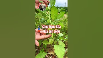 Bạn đã biết công dụng của Quả Đèn Lồng chưa?