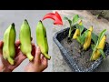 UNIQUE TECHNIQUE Super Fast Banana Plant Propagation Using Only Aloe Vera