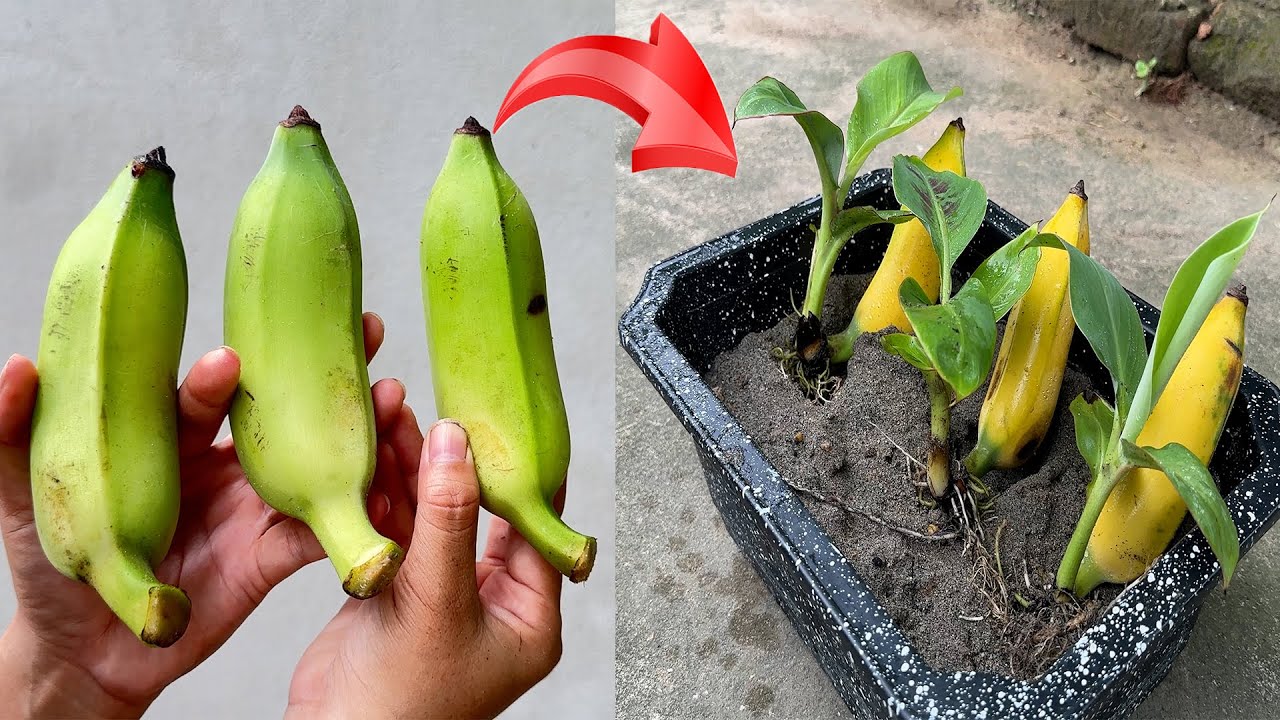 UNIQUE TECHNIQUE / Super-fast banana plant propagation / using only aloe vera