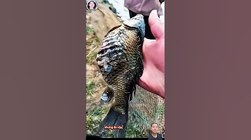 vô tình bắt được một con cá trông rất kỳ lạ nó không có cái bụng #thegioidongvat #shortvideo#shosrts