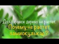 Почему не растет Замиокулькас? Быстрое решение проблемы!