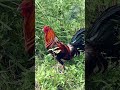 tubaon pula white legs #rooster #ayam #chicken