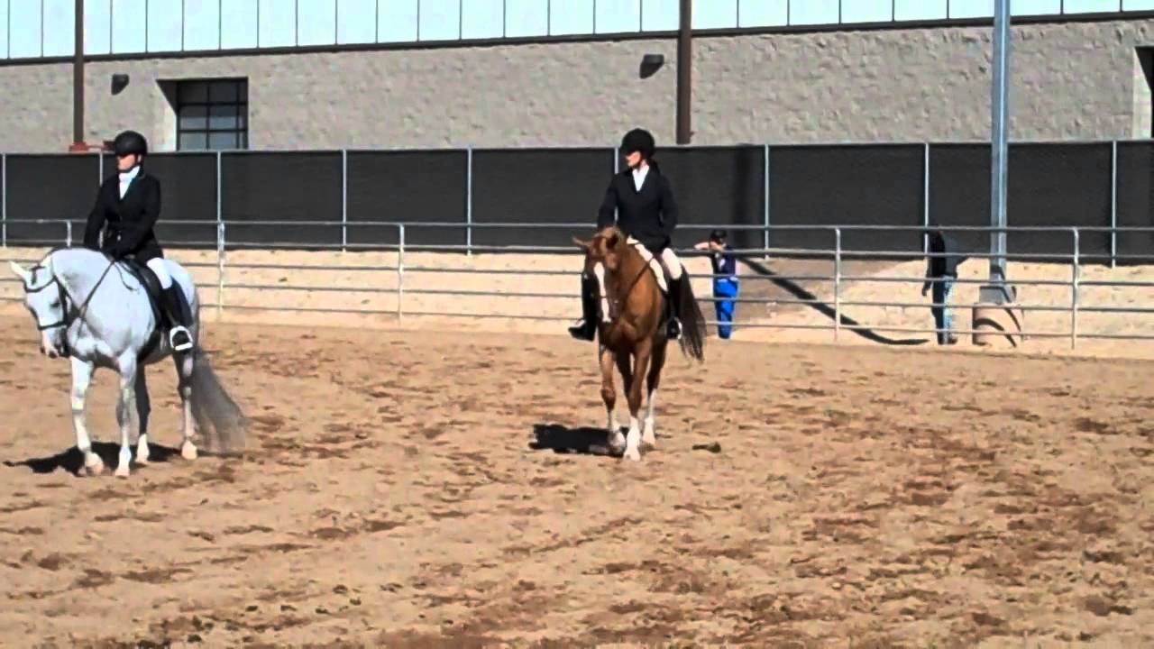 AM Great Othello Scottsdale SH Under Saddle AOTR 2015