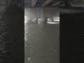 落水咬就是如此爽... #500肝蝦餌  #500極弱練餌 #500釣魚趣