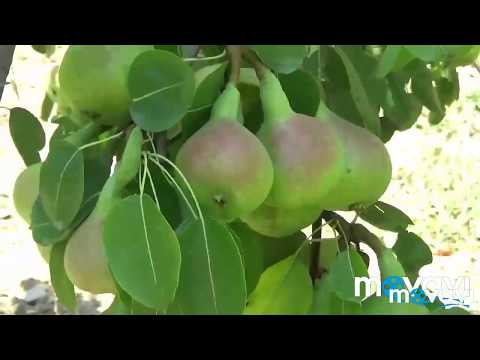 Βίντεο: Πότε να μαζέψετε αχλάδια; Πότε να αφαιρέσετε τις ποικιλίες στα τέλη του χειμώνα από ένα δέντρο για αποθήκευση; Πότε ωριμάζουν τα φθινοπωρινά αχλάδια; Πώς να καταλάβετε εάν τα φρούτ