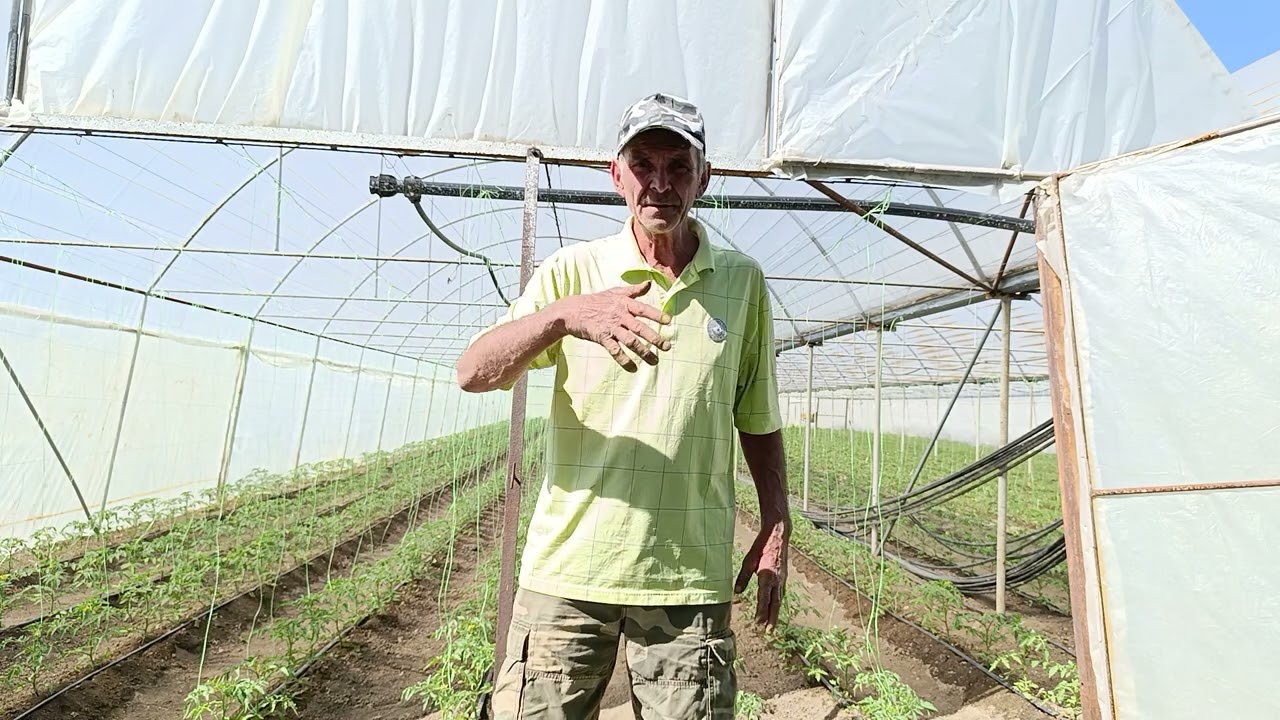 Още малки истини за отглеждане на домати