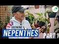 How to grow incredible Nepenthes with Walter, Part 1