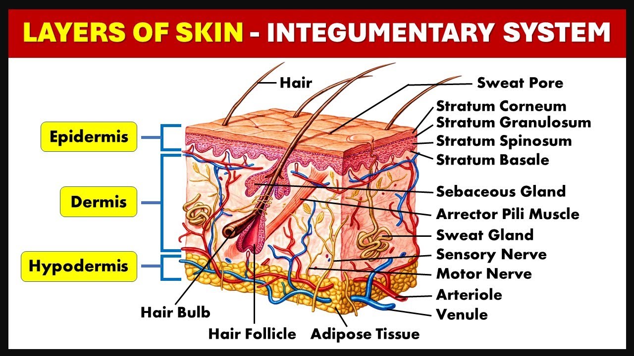 Layers of Skin Explained Simply | Human Skin Anatomy (Epidermis, Dermis & Hypodermis)