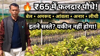 65 म फलदर पध बल अमरद आवल अनर लच इतन ससत? यकन नह हग