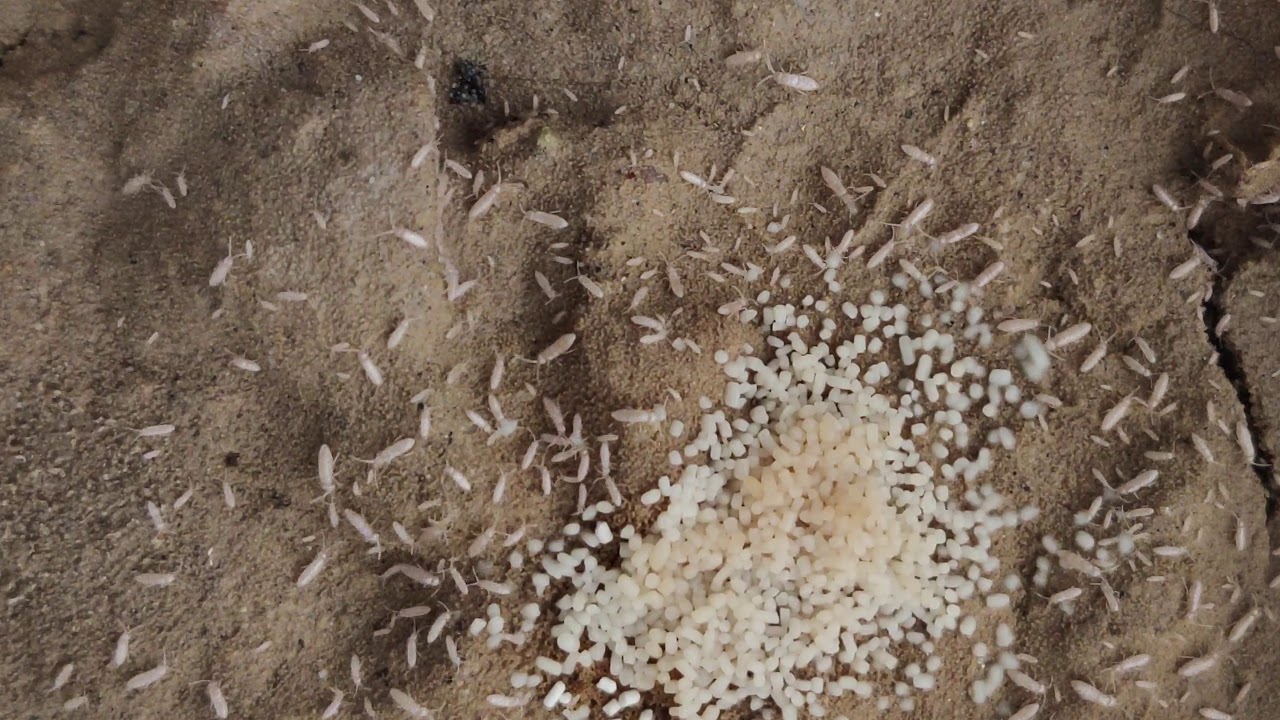 Time lapse of springtails feeding and minding their springtail business ...
