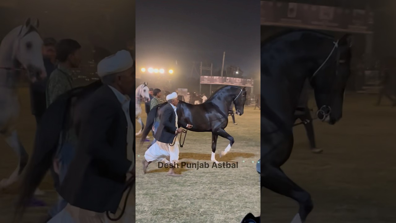 🐎Horse Show🐎📍Moga 