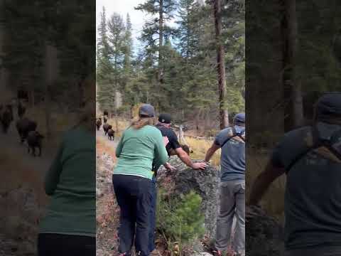 Close Bison encounter on Slough Creek Trail in Yellowstone. #americanbison #yellowstone #bison #wild