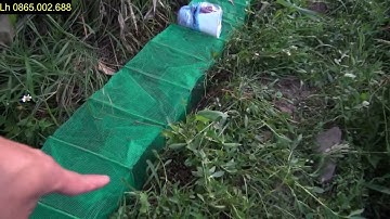 Chia sẻ cách đặt cửa ngục bẫy ếch hiệu quả