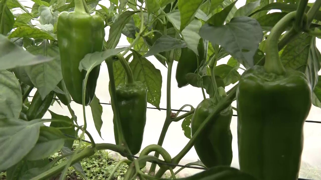 Hechos del Agro - Proyecto Arca, agricultura orgánica