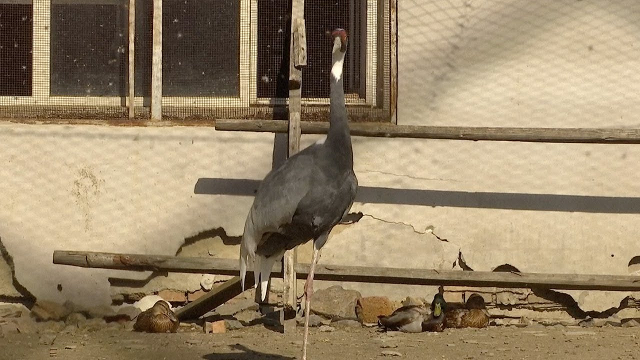 Injured white-naped crane released into wild after recovering in