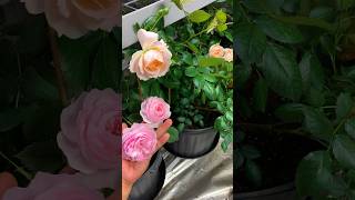 Celebrity Didn’t think growing roses indoors throughout winter would produce stunning flowers Net Worth