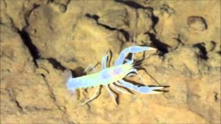 White Blind Crayfish - Cave life